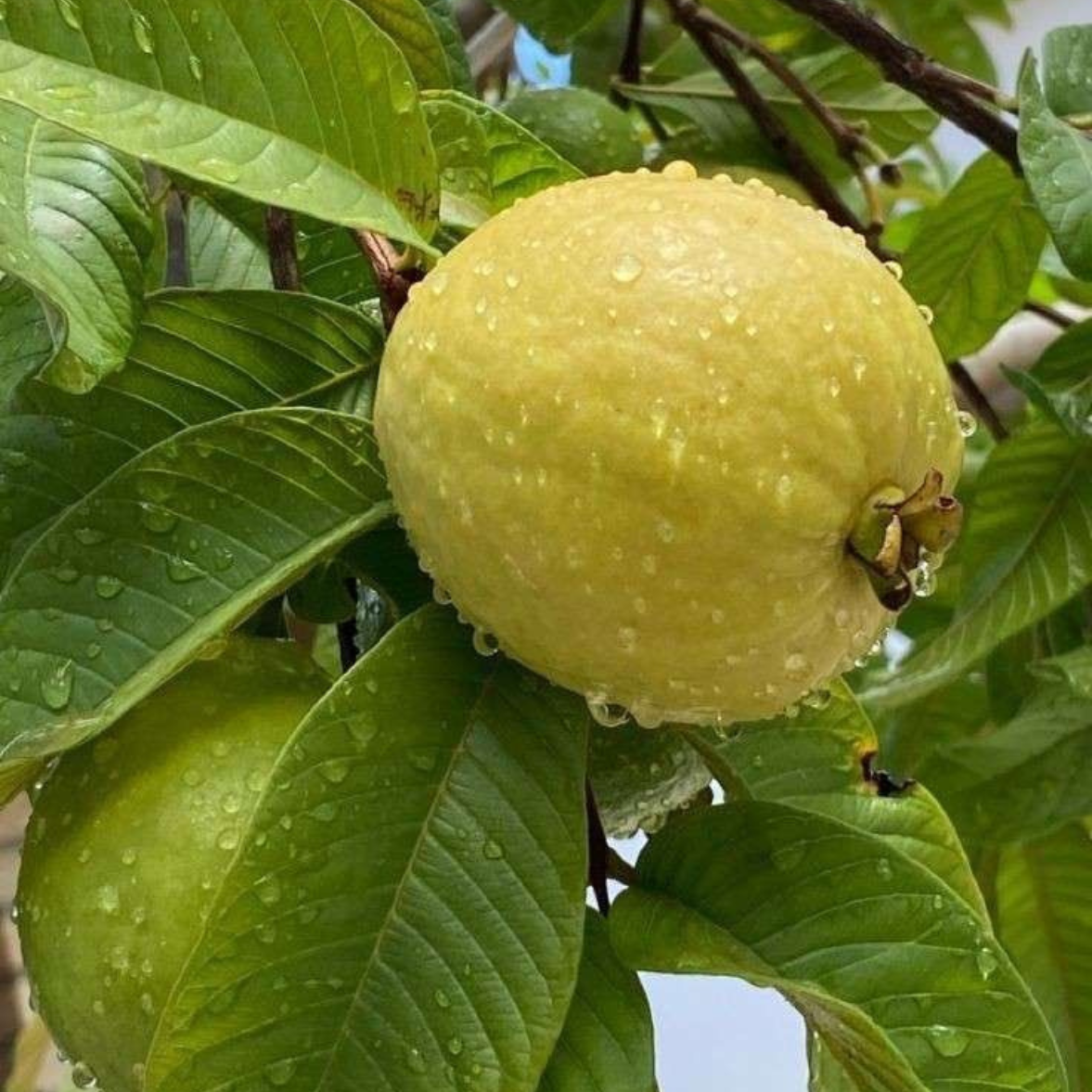 Guava CISH-LALIT Tissue Culture Plants"Psidium Guajava"