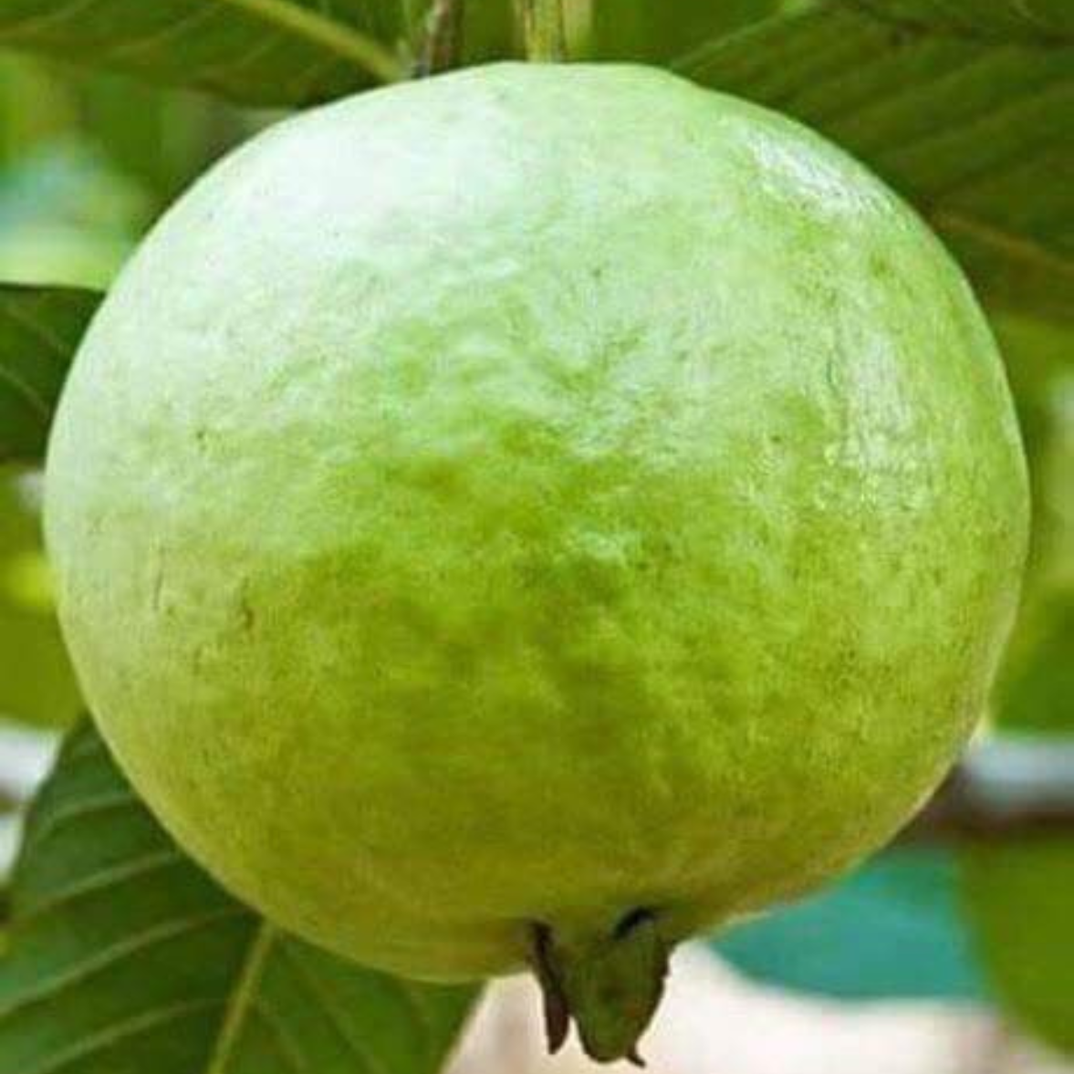 Guava Taiwan Pink Tissue Culture Plants"Psidium Guajava"