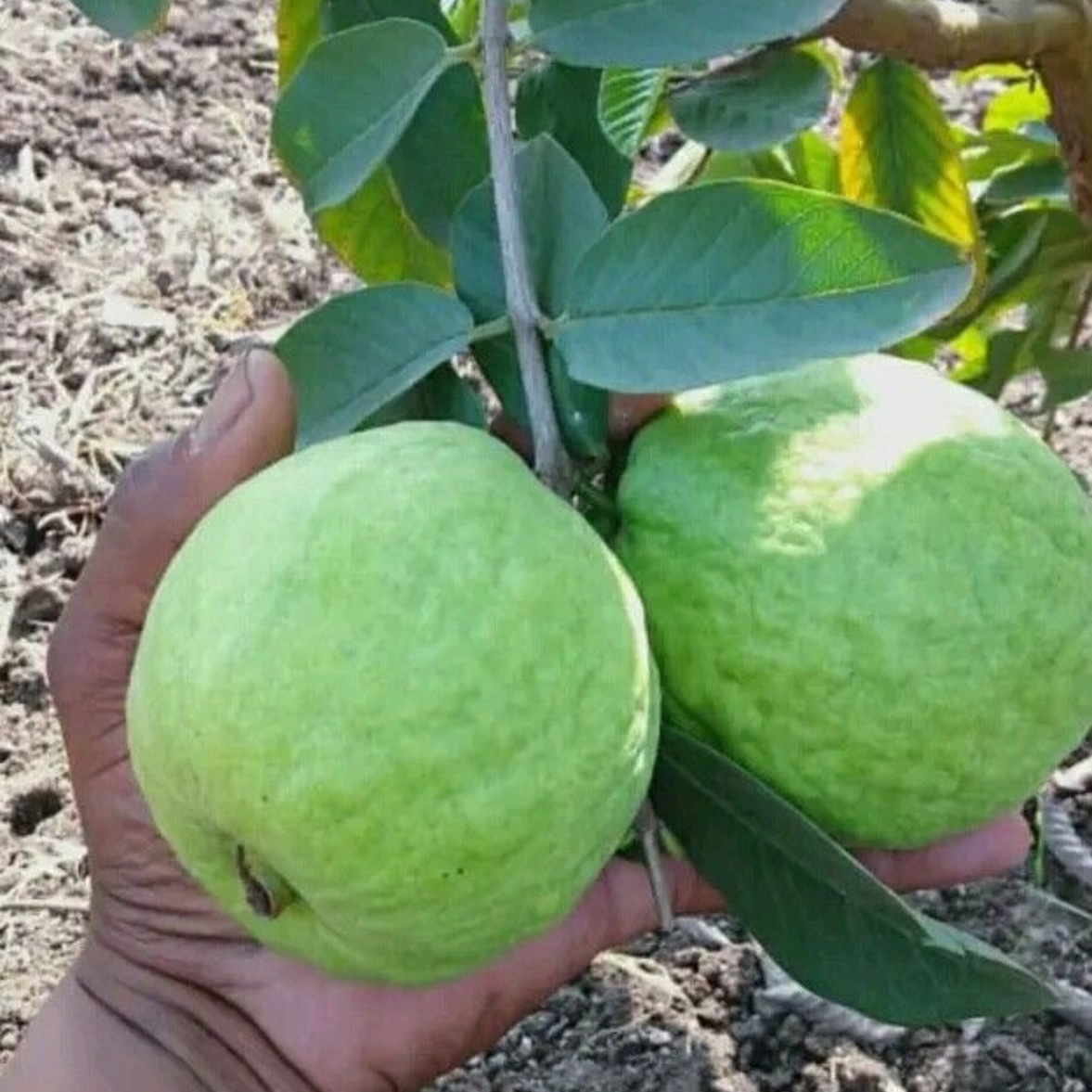 Guava Taiwan Pink Tissue Culture Plants"Psidium Guajava"