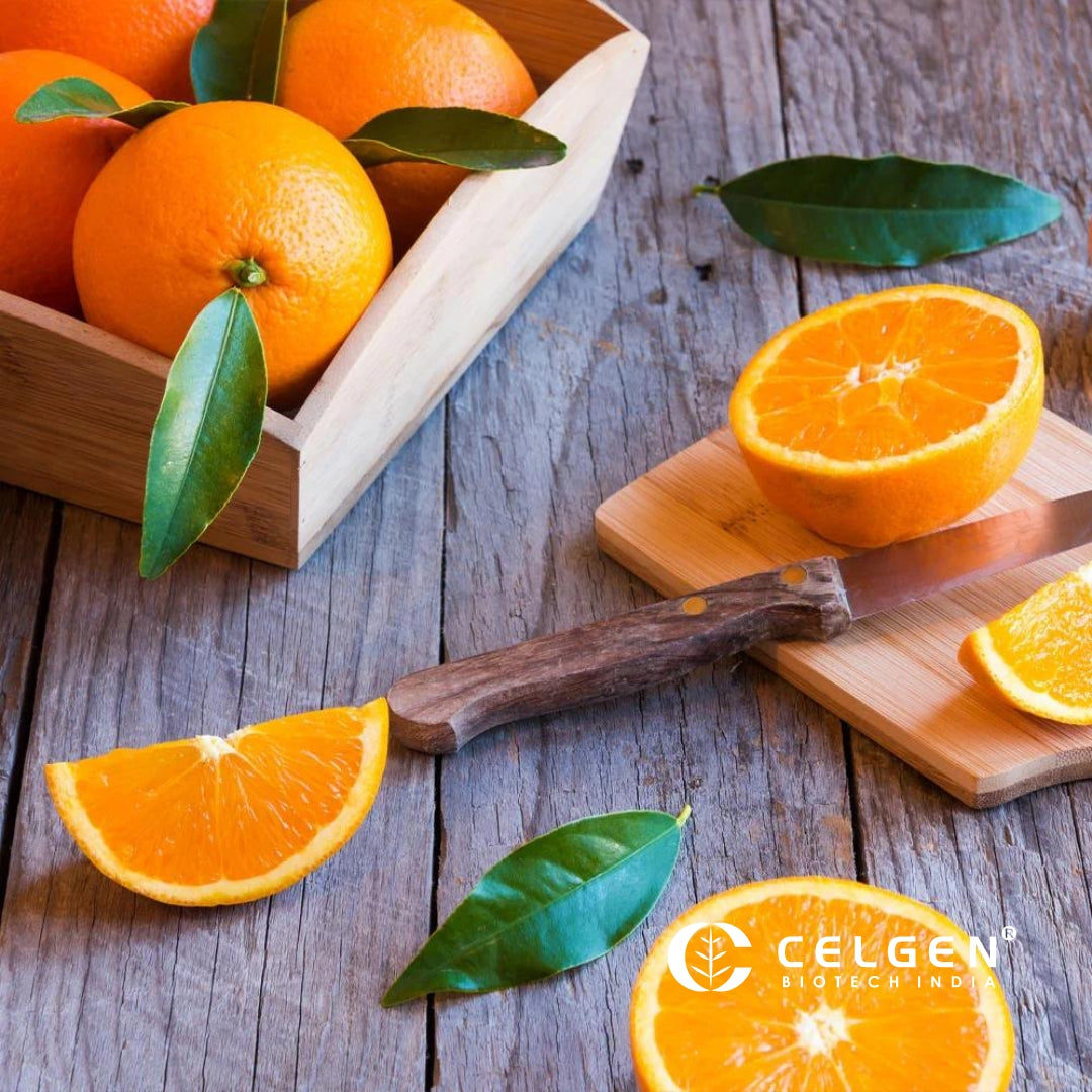 Midnight Valencia Orange Tree "Citrus Sinensis"