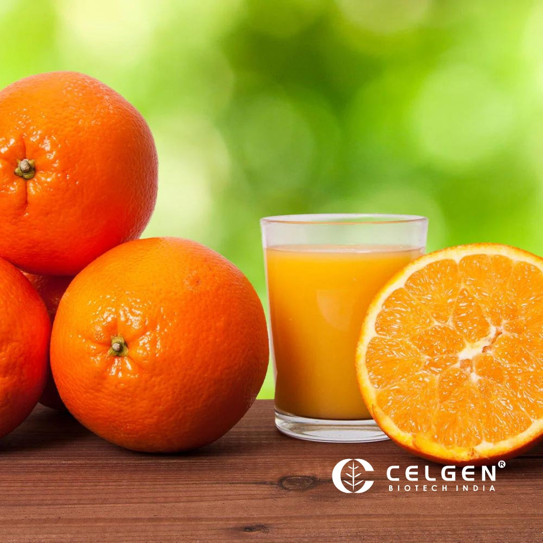 Midnight Valencia Orange Tree "Citrus Sinensis"