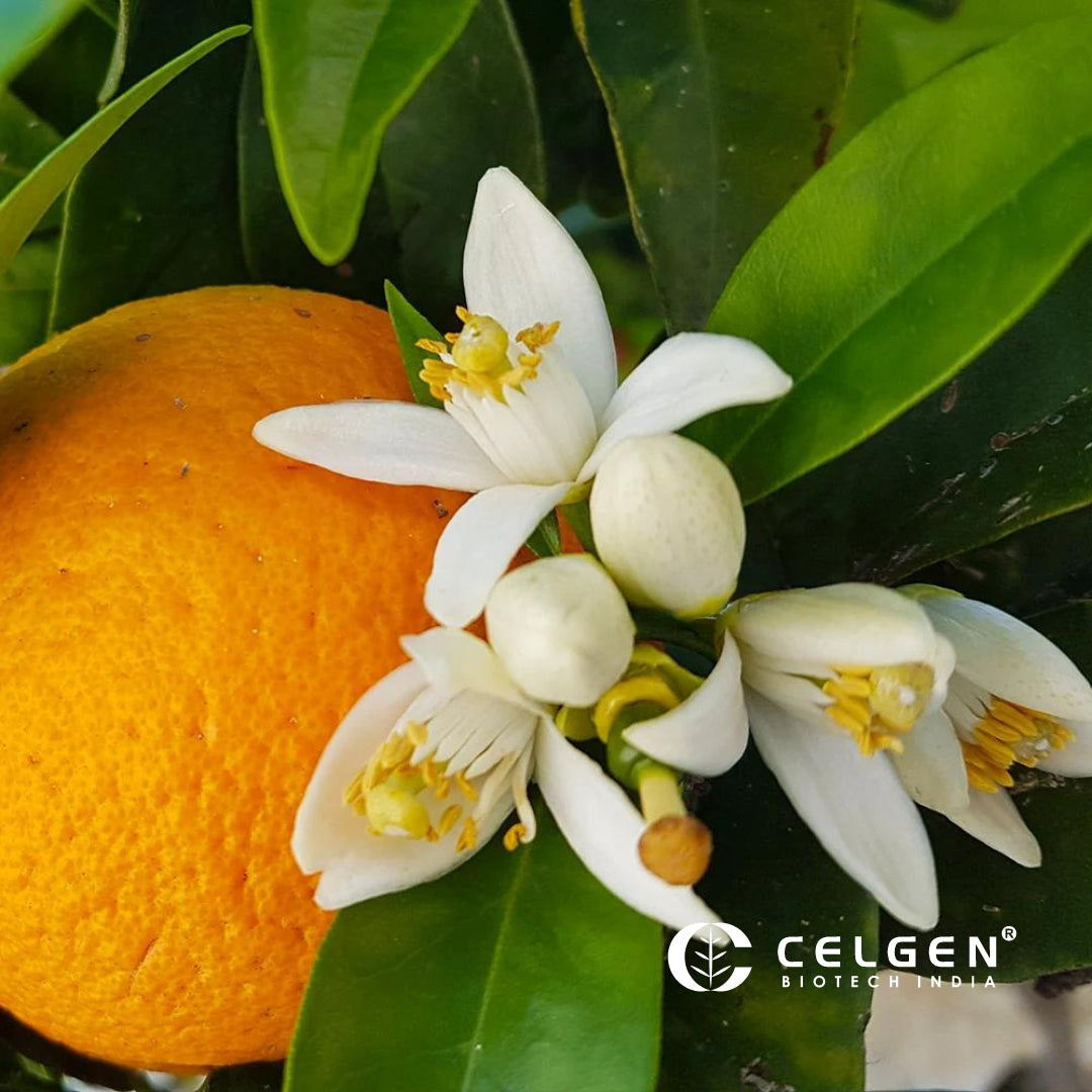 Midnight Valencia Orange Tree "Citrus Sinensis"