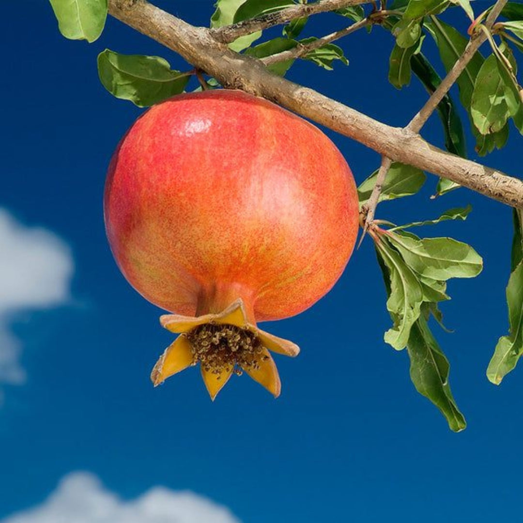 Wonderful Pomegranate Tissue Culture Plants"Punica Granatum"