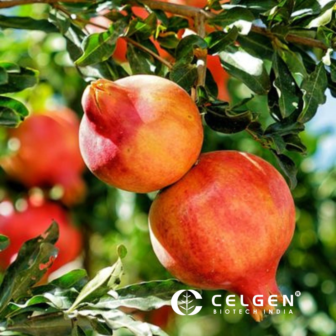 Wonderful Pomegranate Tissue Culture Plants"Punica Granatum"