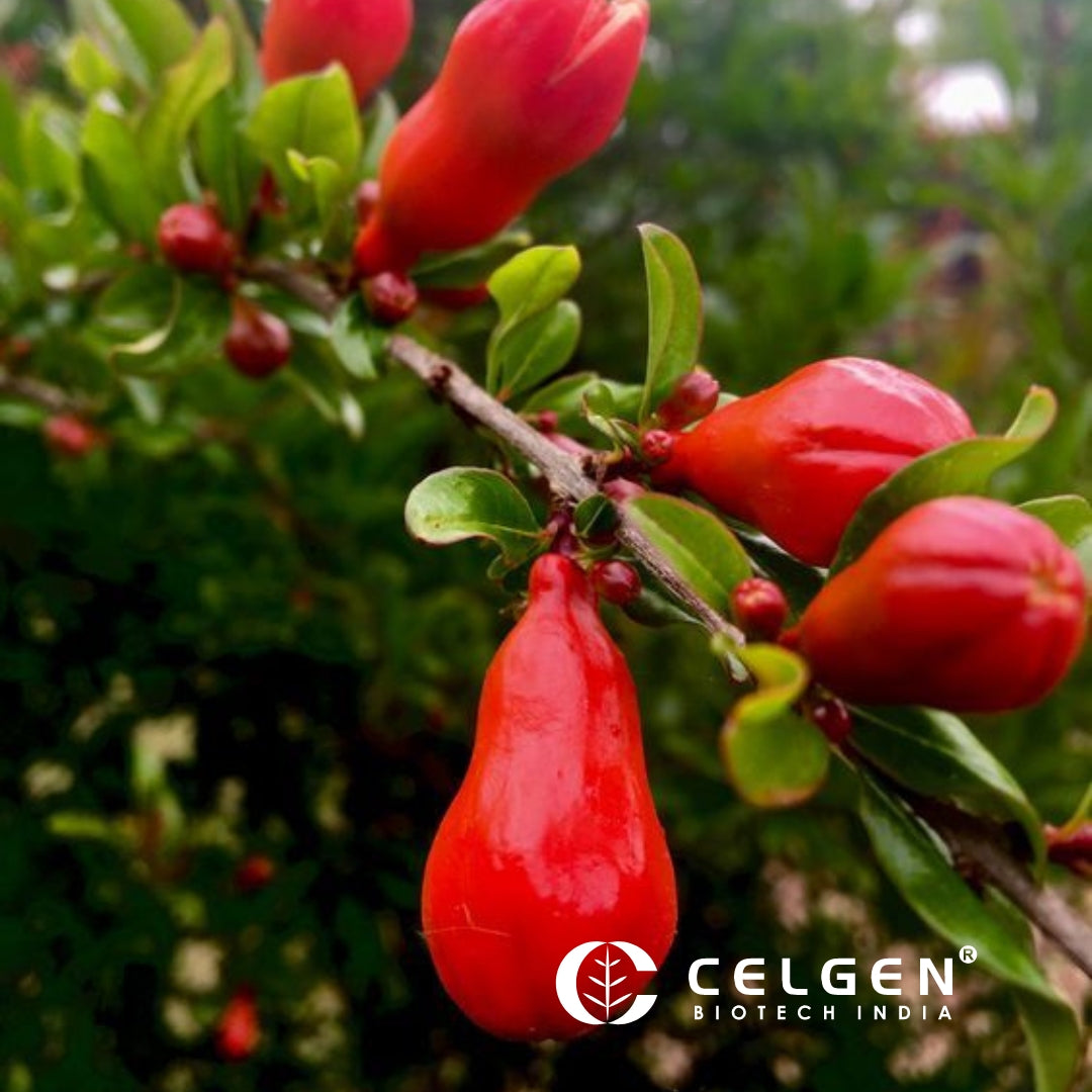 Wonderful Pomegranate Tissue Culture Plants"Punica Granatum"