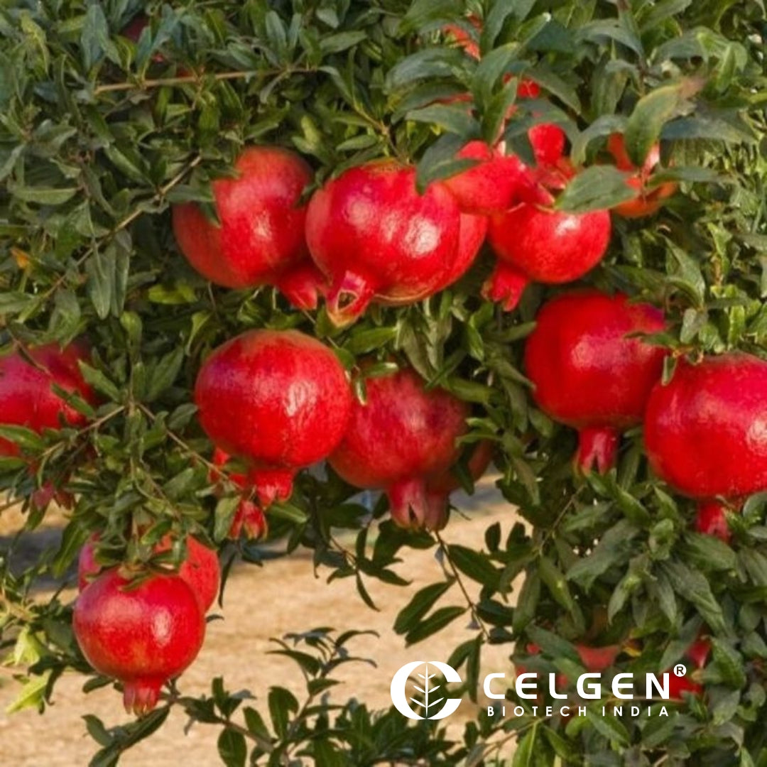 Wonderful Pomegranate Tissue Culture Plants"Punica Granatum"