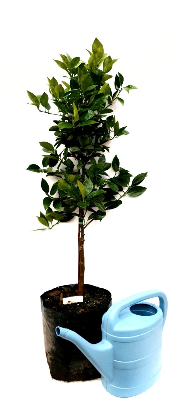 Navel Orange – Washington Tree (Citrus sinensis 'Osbeck')