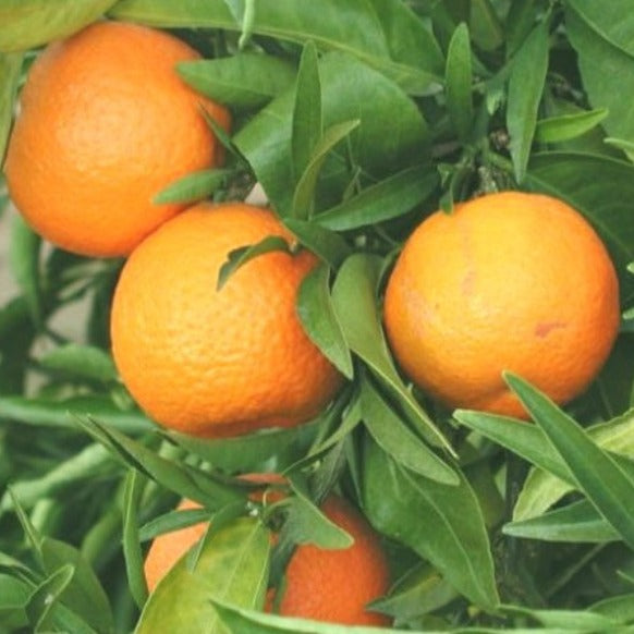 Nagpur Mandarin (NM4 Seedless) Tree(Citrus reticulata)