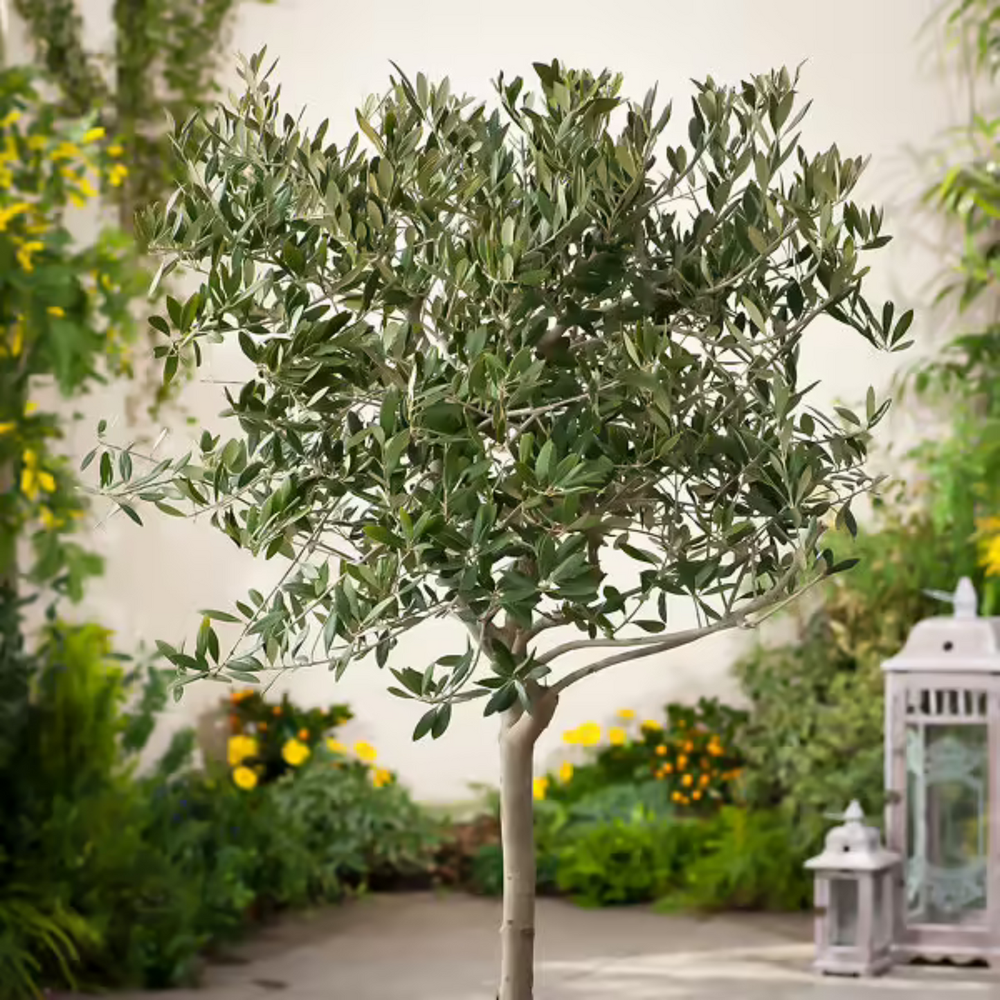 Olive Tree