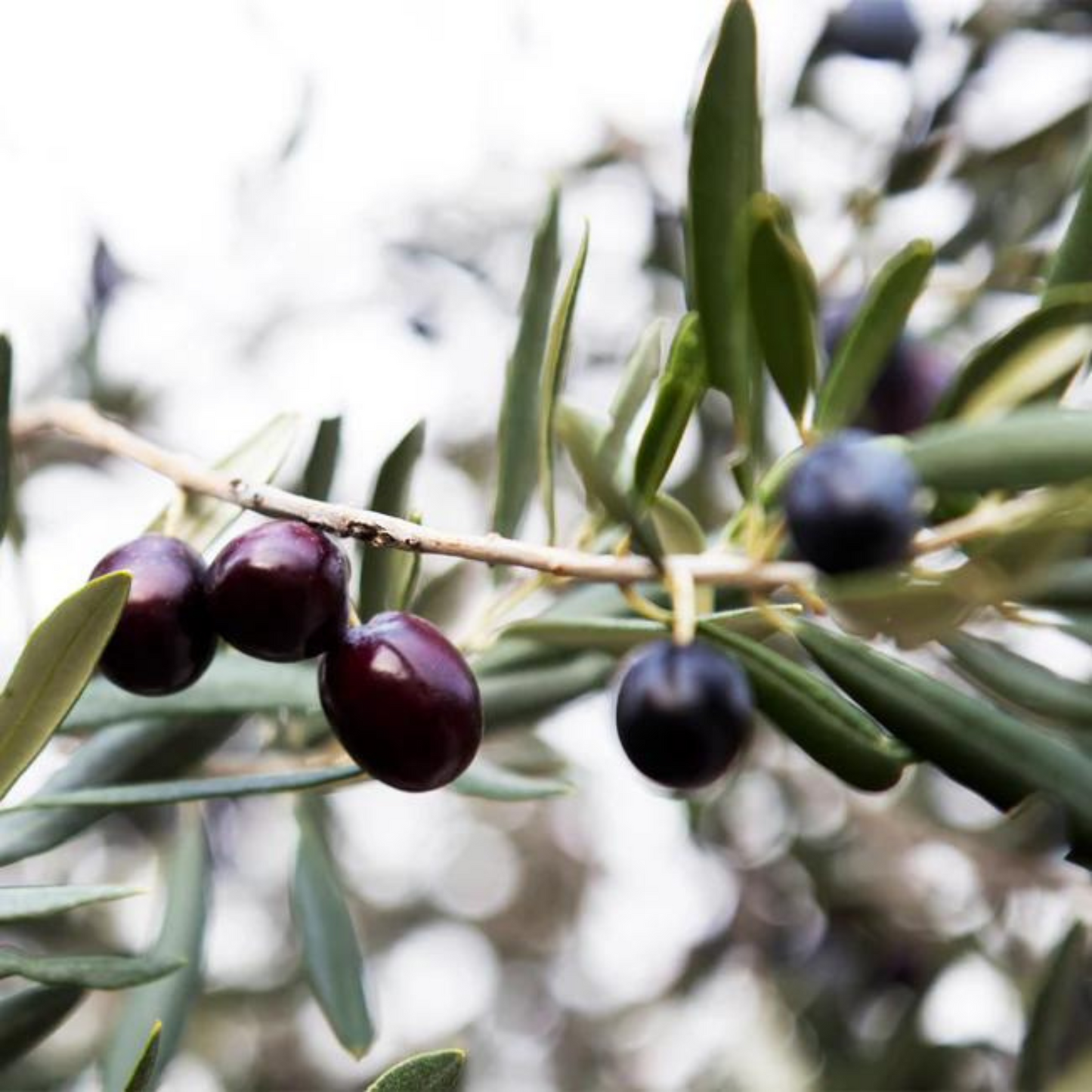 Arbequina Olive