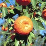 Nagpur Mandarin (NM4 Seedless) Tree(Citrus reticulata)