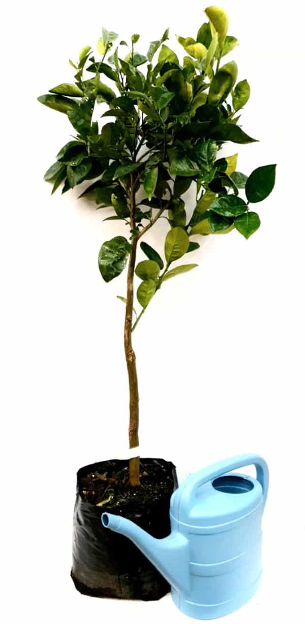 Delta Valencia Orange Tree “citrus sinensis”