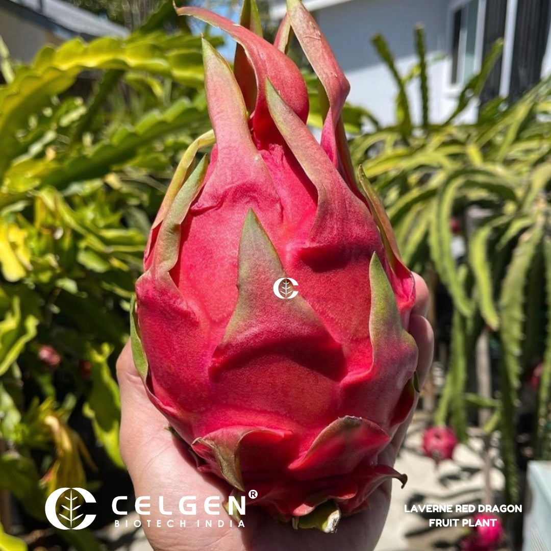 Dragon Fruit - Red Laverne (Flesh Magenta) Tissue Culture Sapling"Hylocereus monacanthus"
