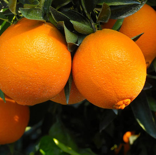 Navel Orange – Washington Tree (Citrus sinensis 'Osbeck')