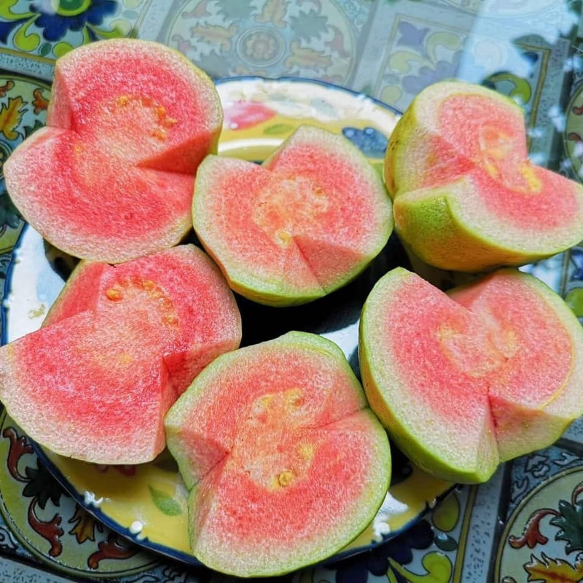 Guava Red Diamond Plant (Grafted on Tissue Culture Rootstock) "Psidium Guajava"