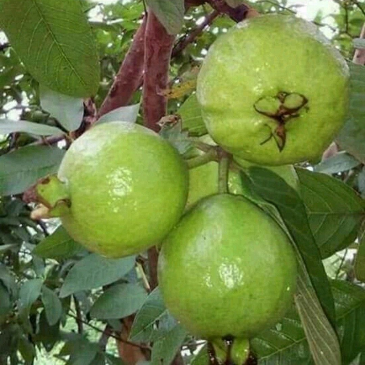 Guava Red Diamond Plant (Grafted on Tissue Culture Rootstock) "Psidium Guajava"