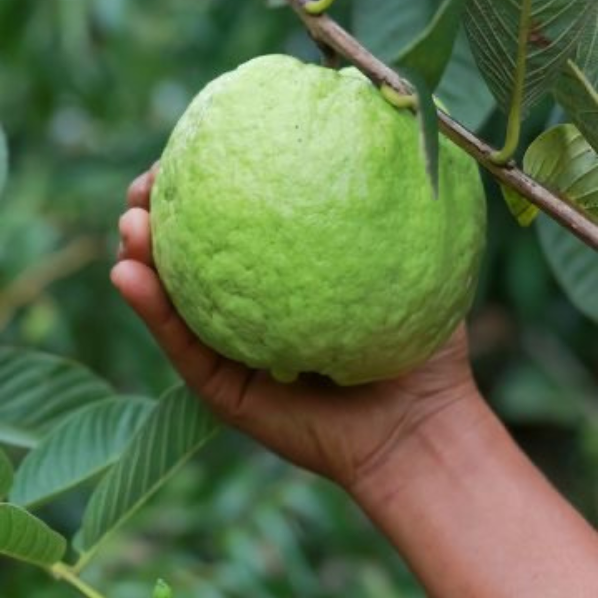 Guava Red Diamond Plant (Grafted on Tissue Culture Rootstock) "Psidium Guajava"
