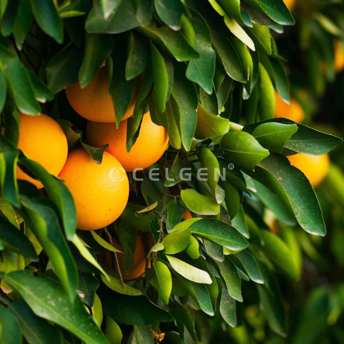 Ruby Red Grapefruit Tree – Citrus × paradisi ‘Ruby Red’