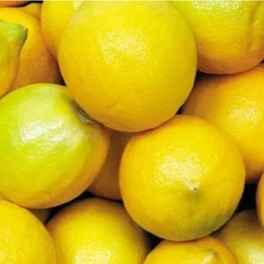 Kagzi Lime-Sai Sharbati Tissue Culture Plants (Citrus x Limon)