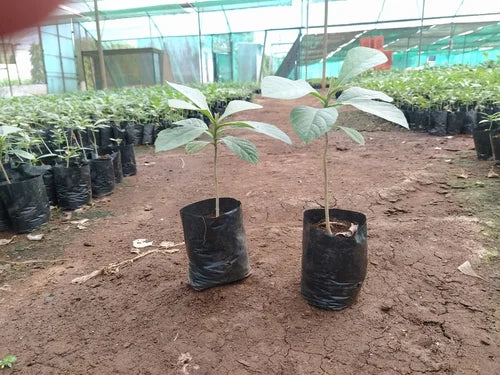 Burma Teak Tissue Culture Plant 'Tectona Grandis'