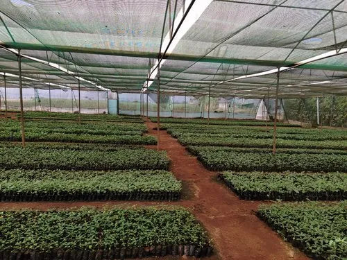 Burma Teak Tissue Culture Plant 'Tectona Grandis'