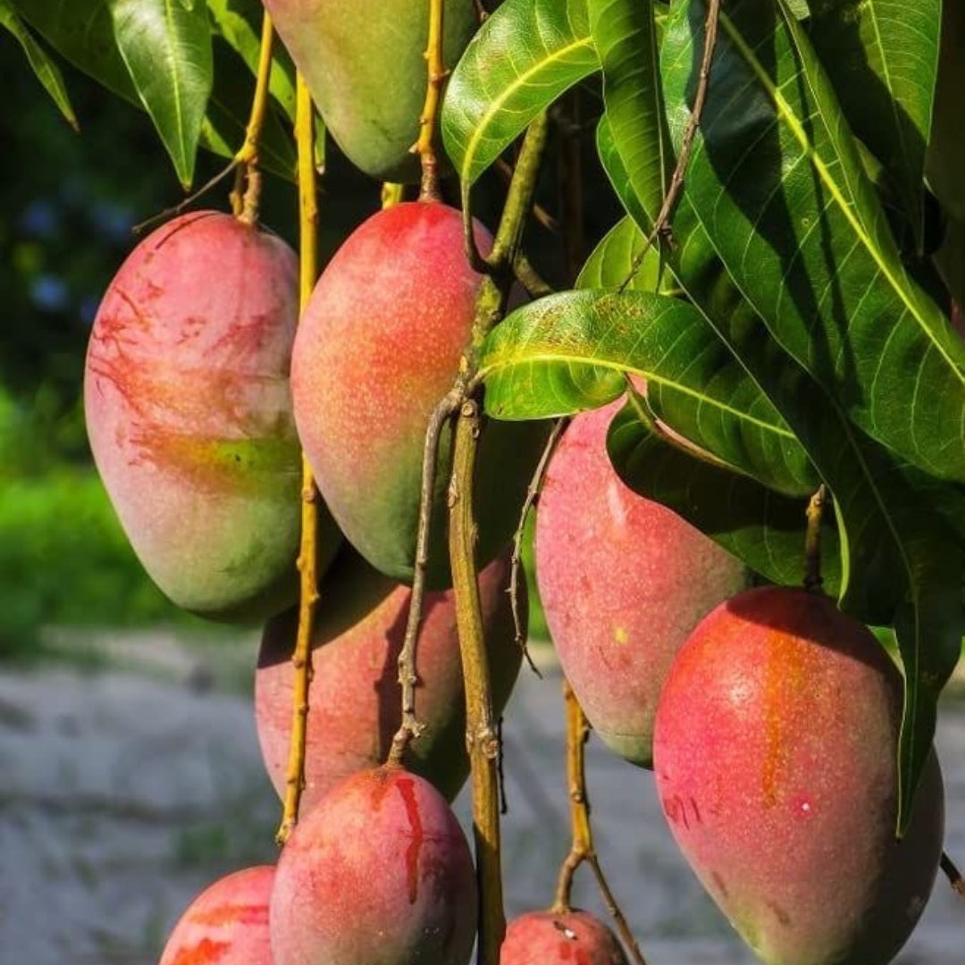 Mango Grafting Plants