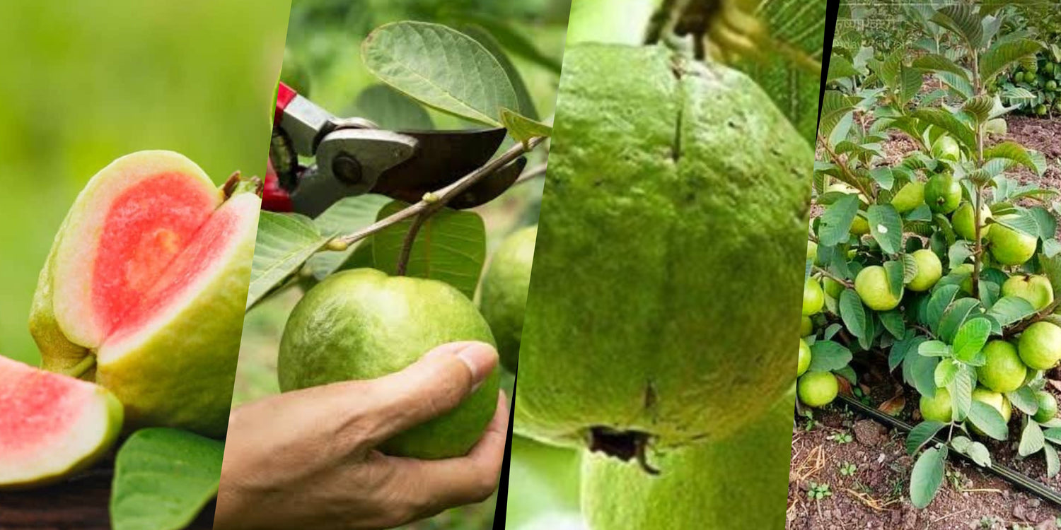 Guava Tissue Culture