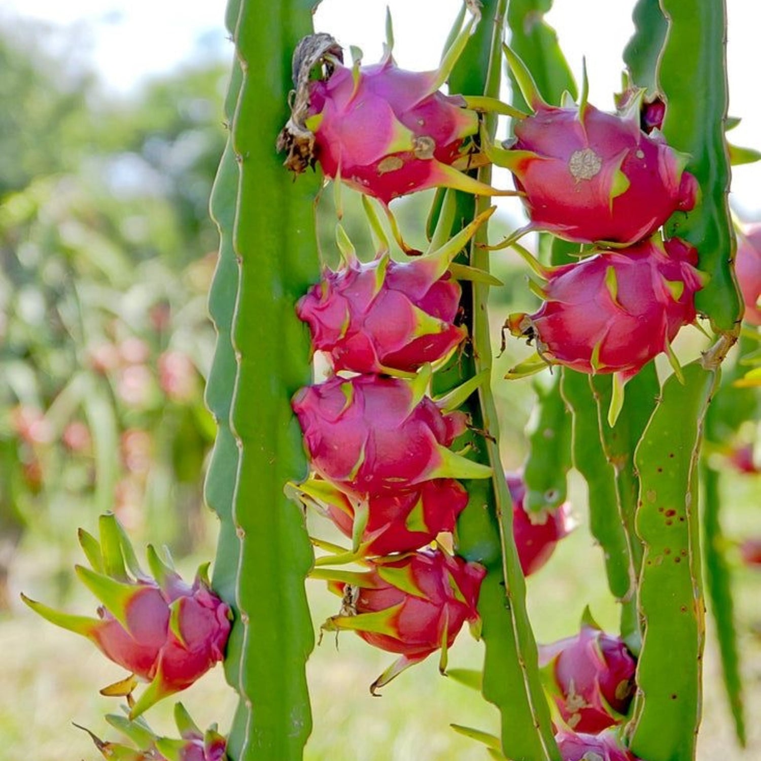 Dragon Fruit Plants- Red Laverne