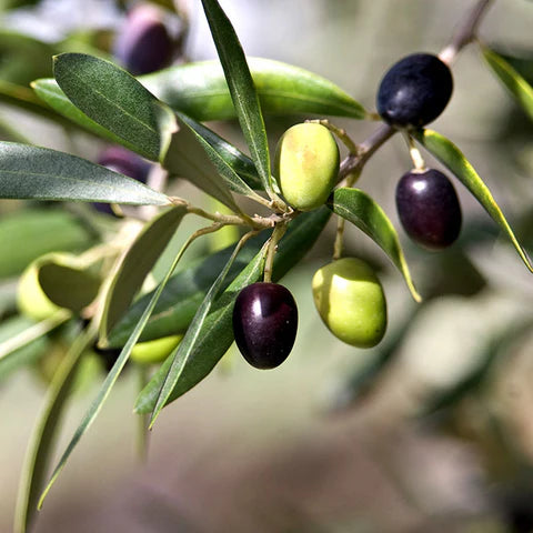 Olive Plants