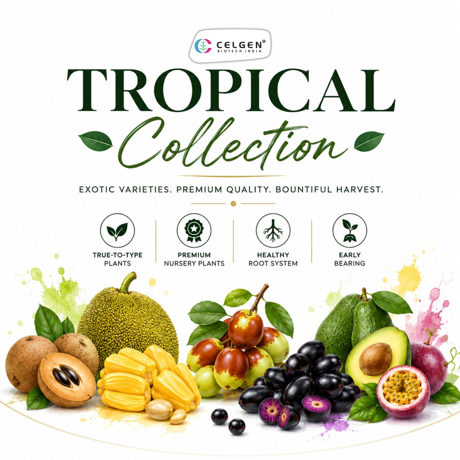Tropical