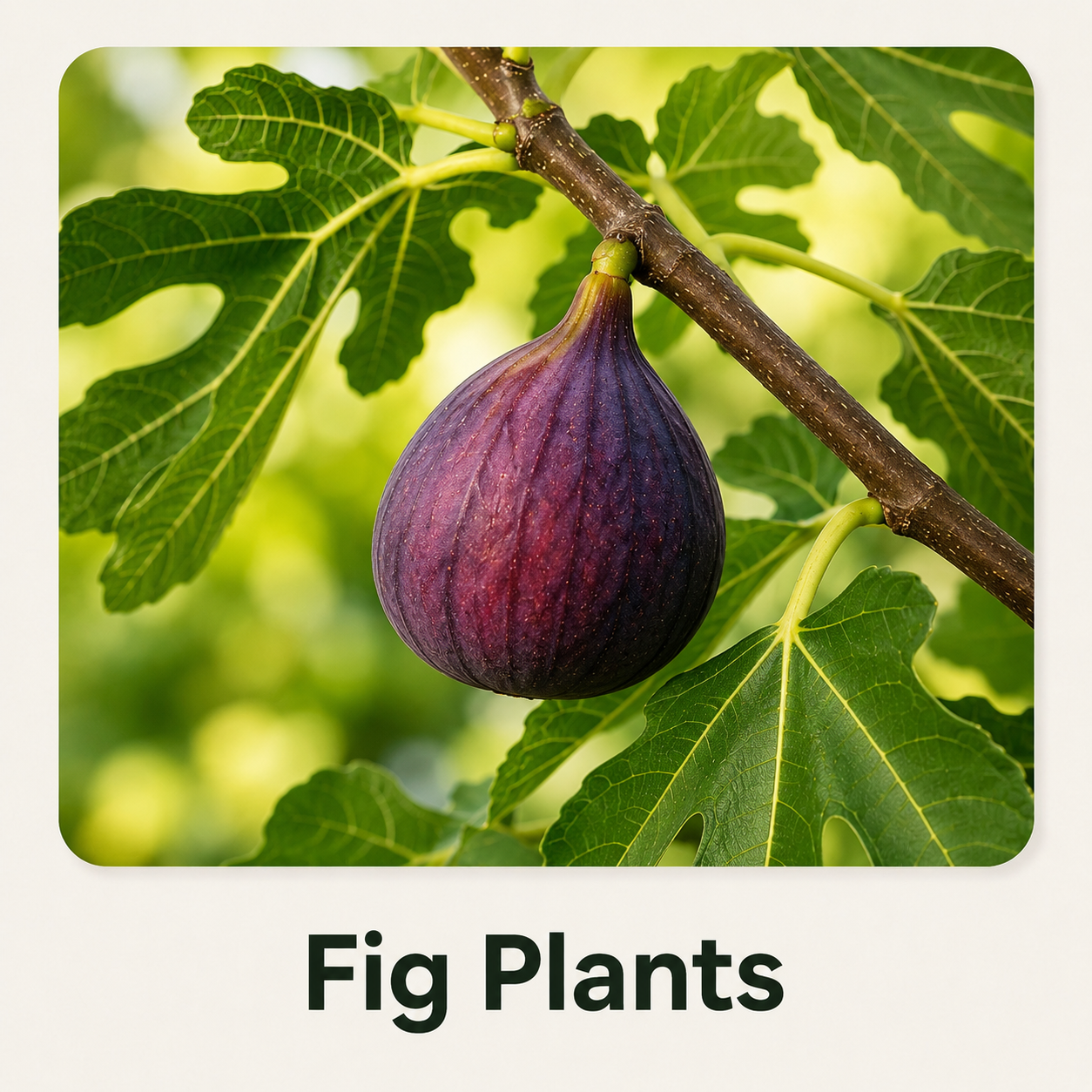 Fig  Tissue Culture Plants
