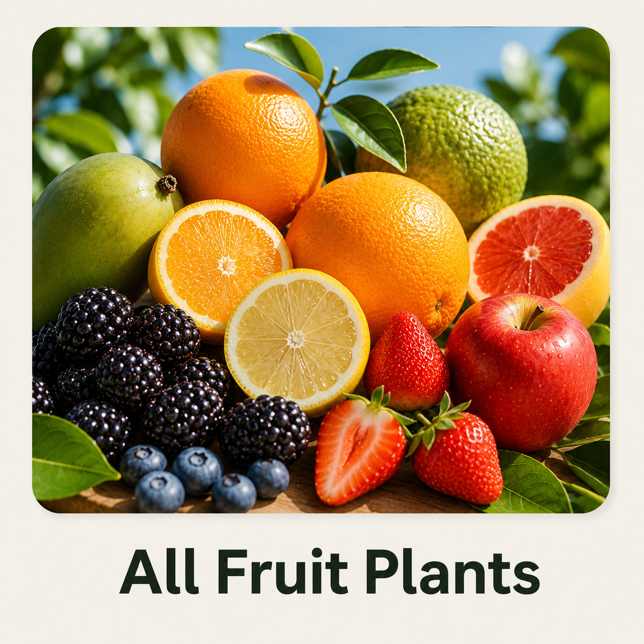 All Fruit Plants