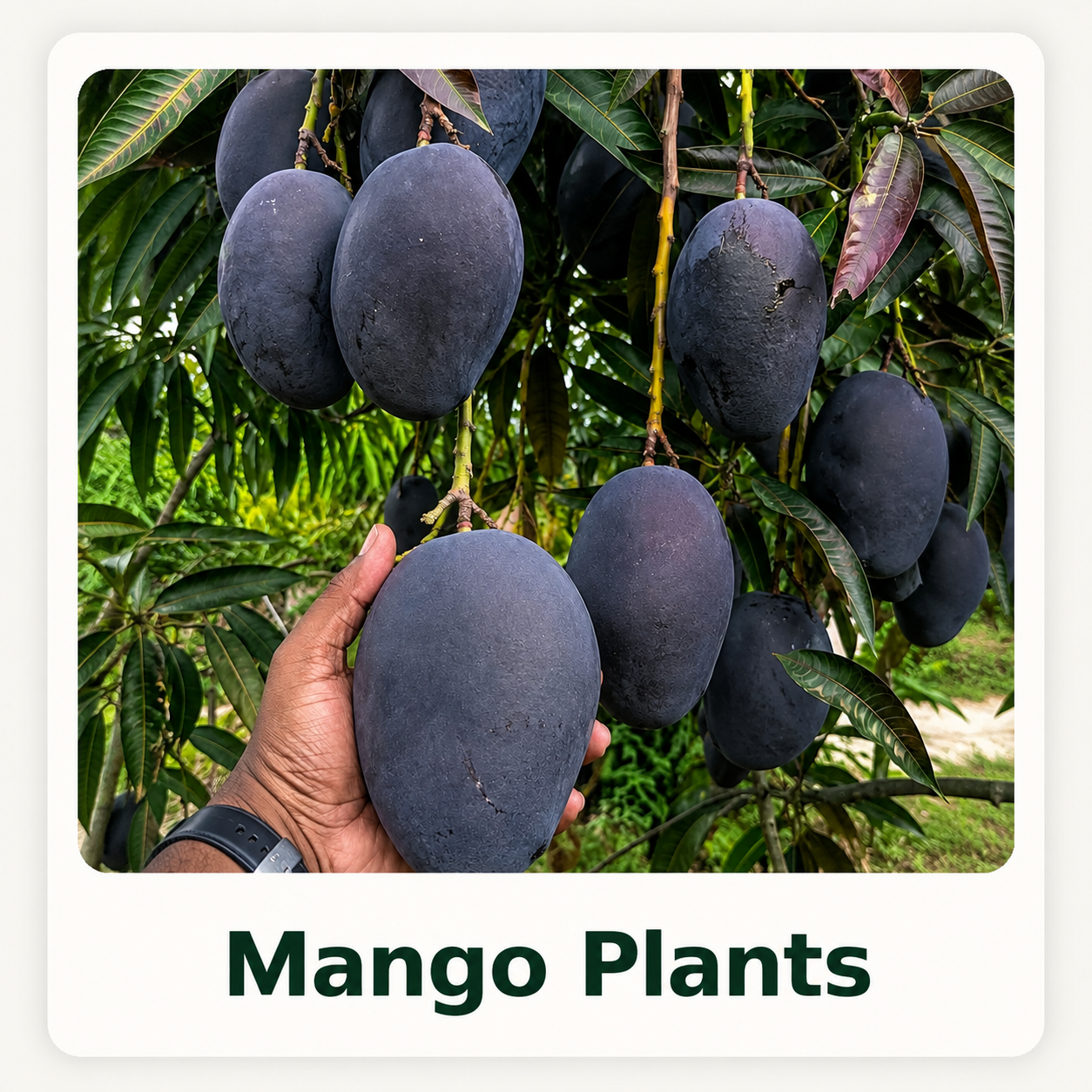 Mango Grafting Plants