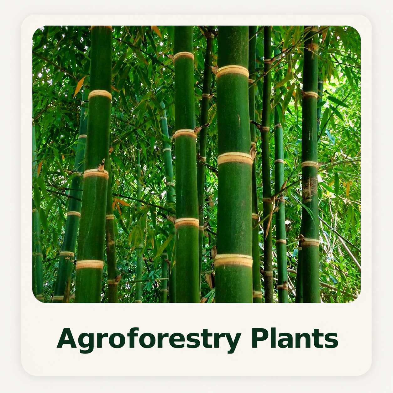 Agroforestry Tissue Culture Plants
