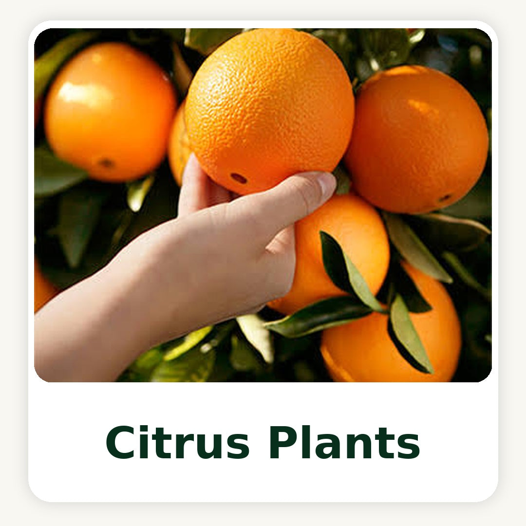 Grafting Plants
