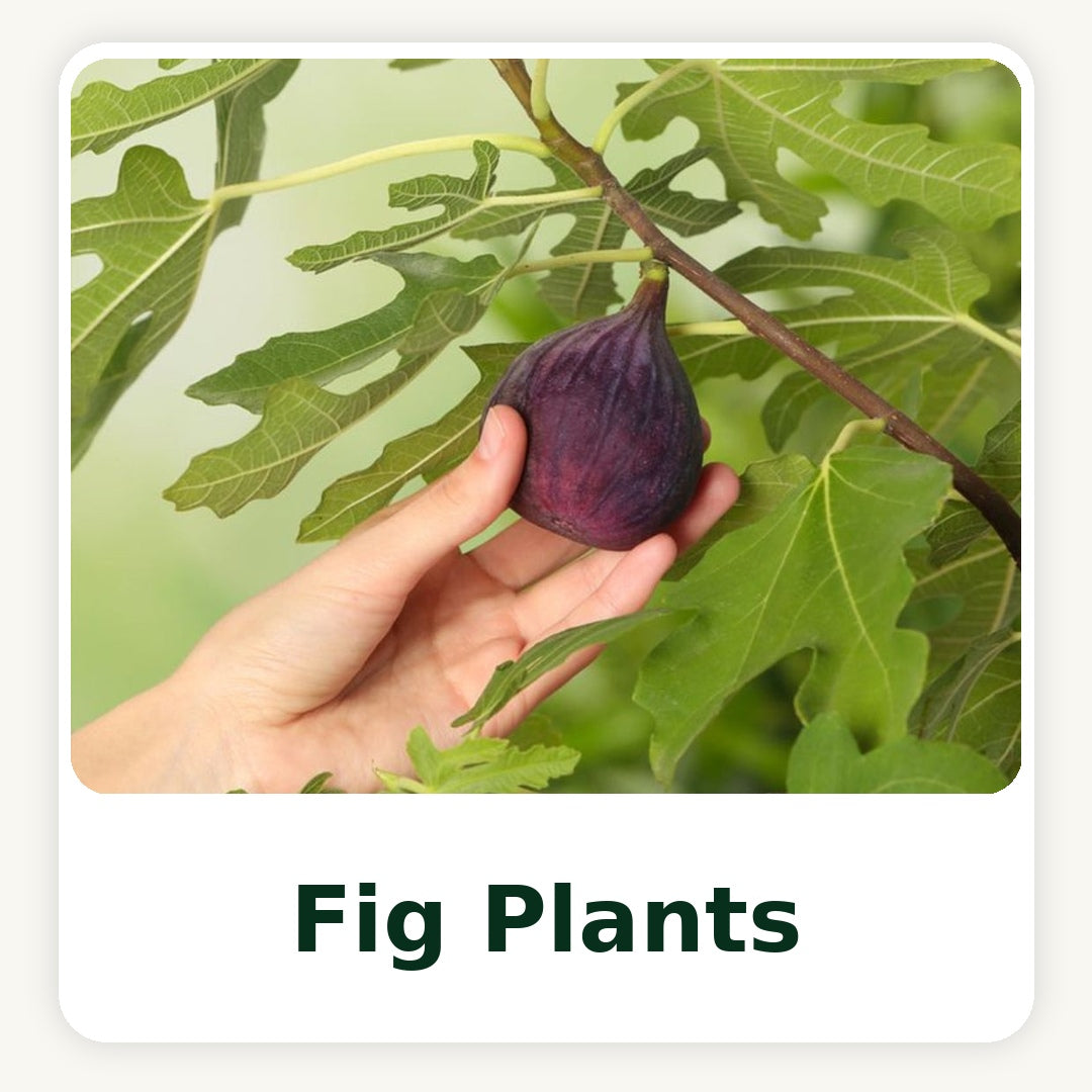 Fig  Tissue Culture Plants