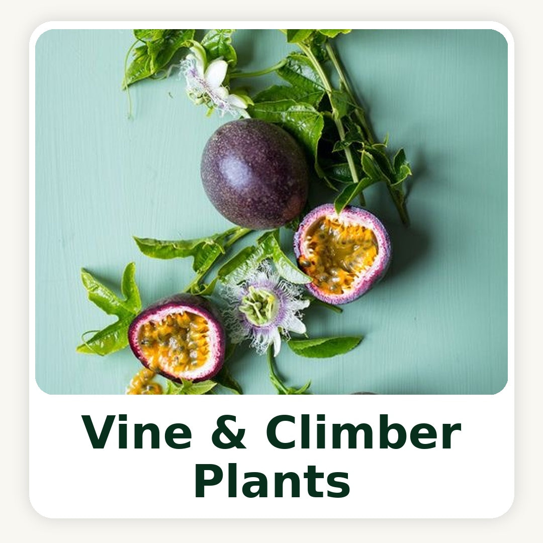Fruiting Vines & Climbers