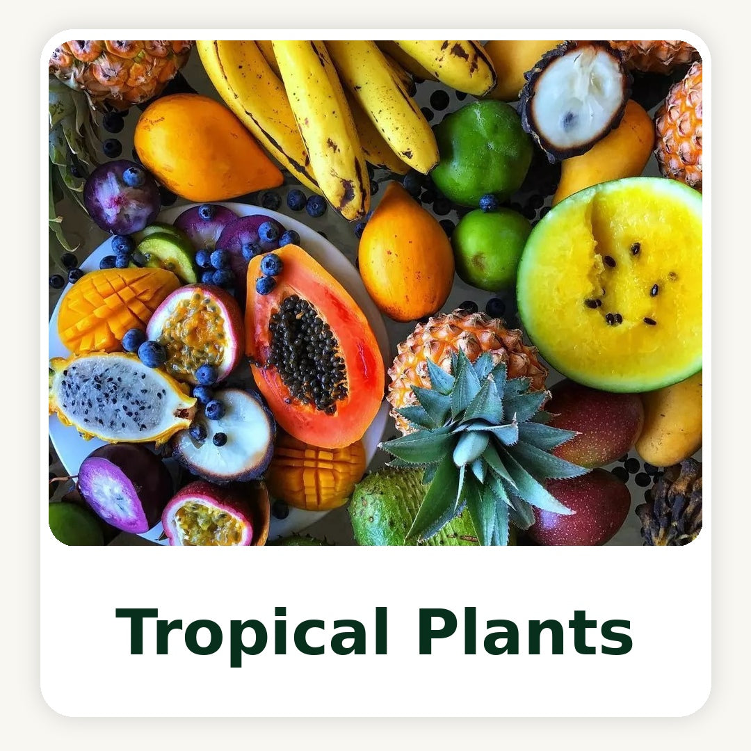 Tropical