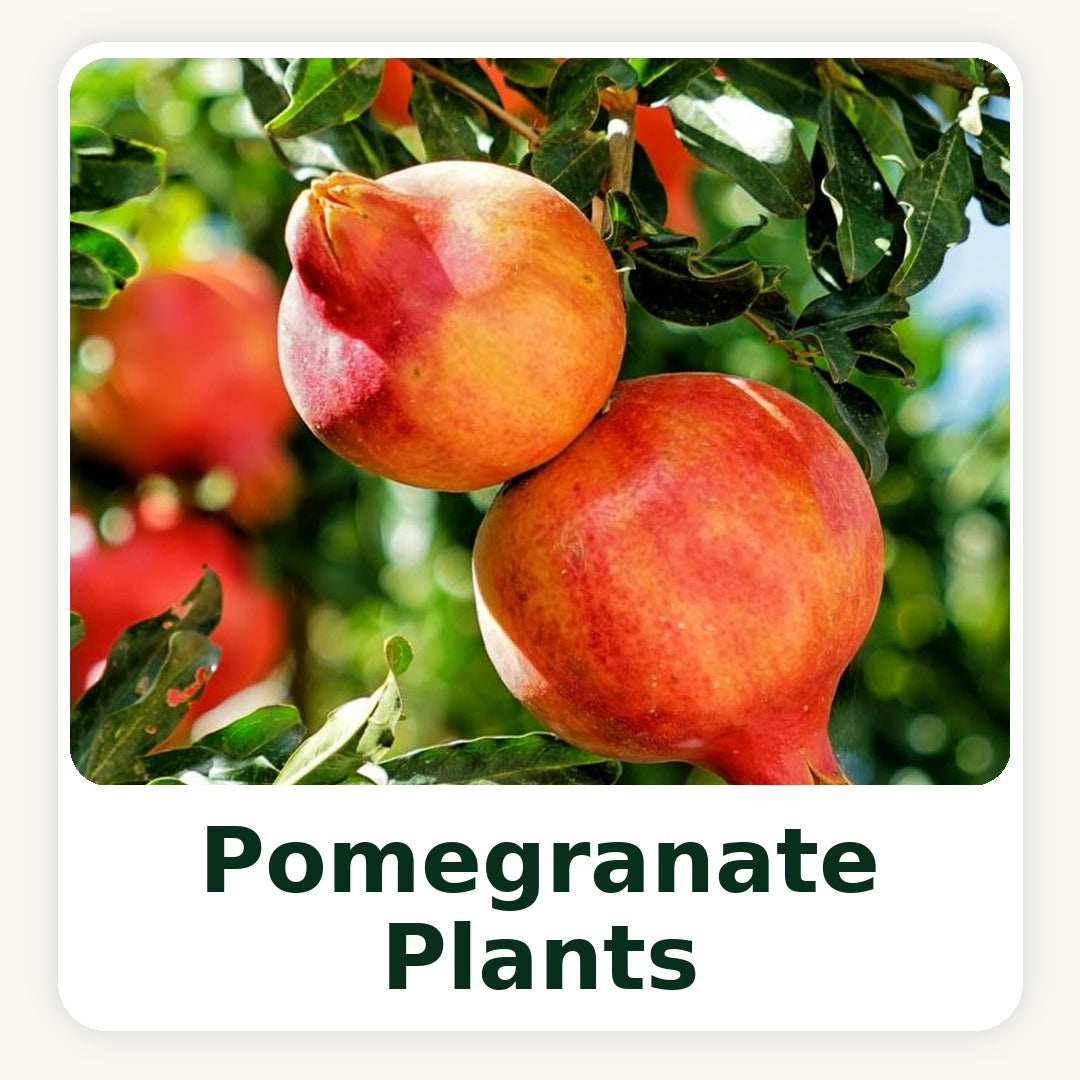 Pomegranate Tissue Culture Plants
