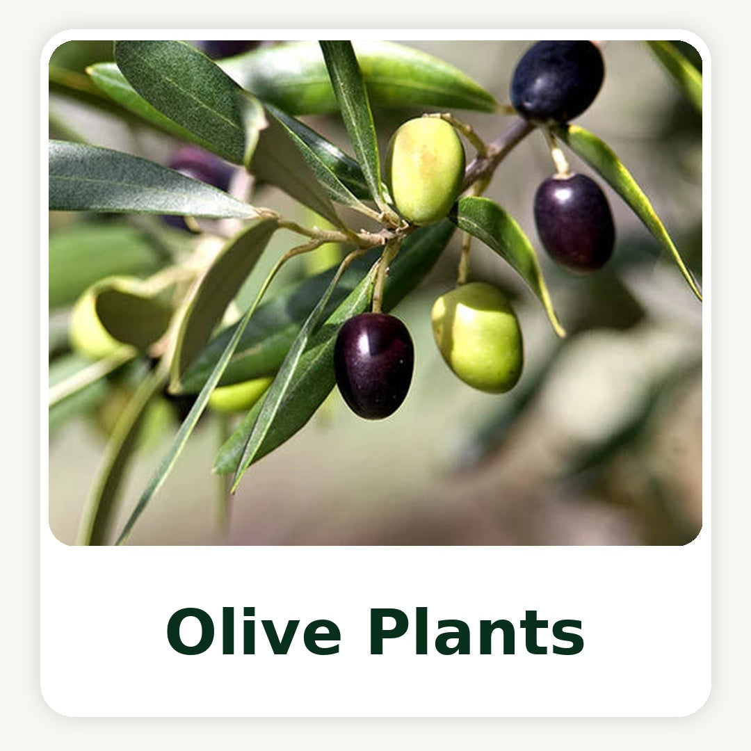 Olive Plants