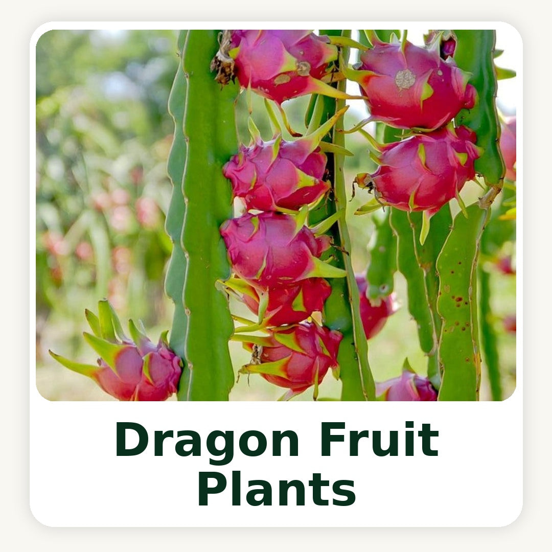 Dragon Fruit Plants