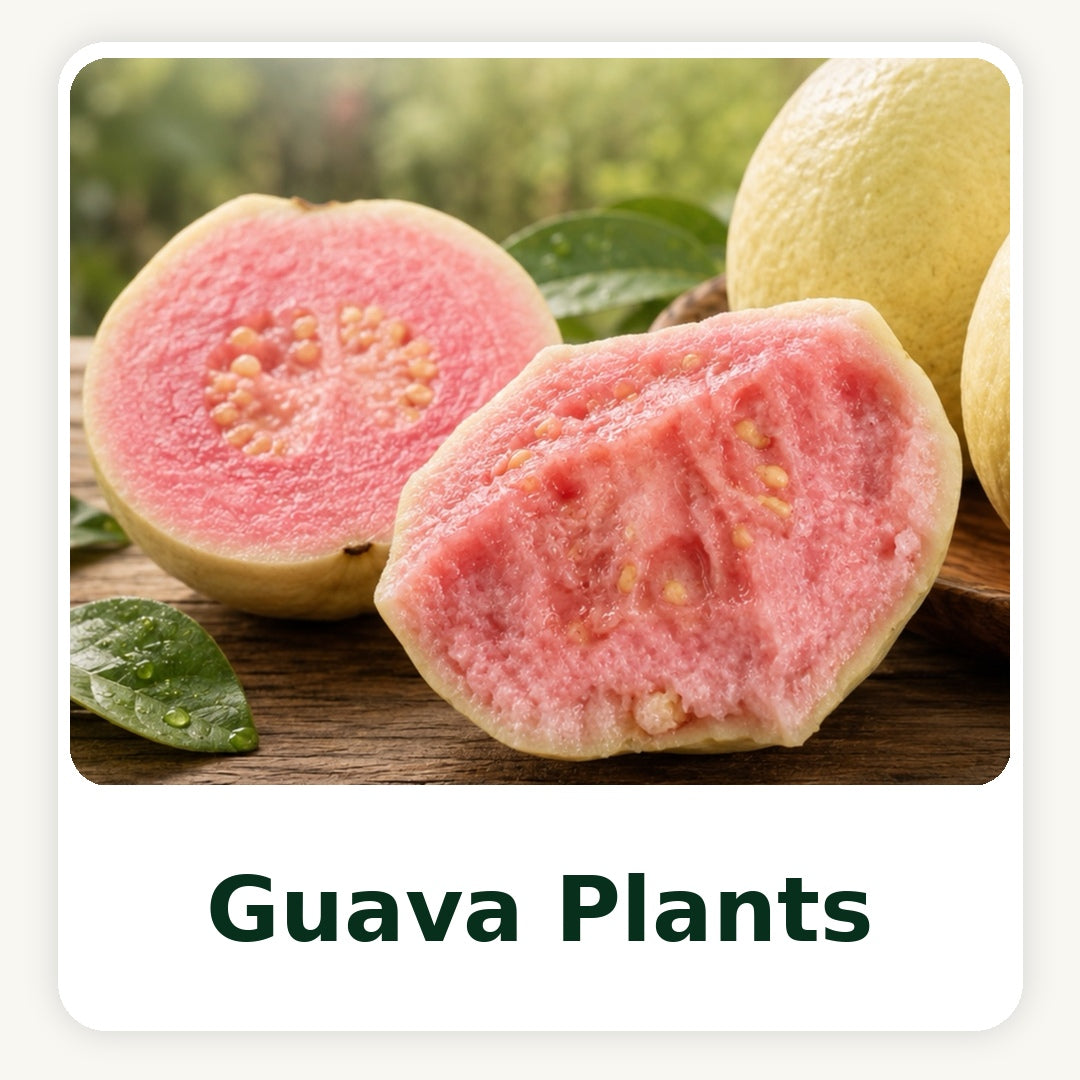 Guava Tissue Culture