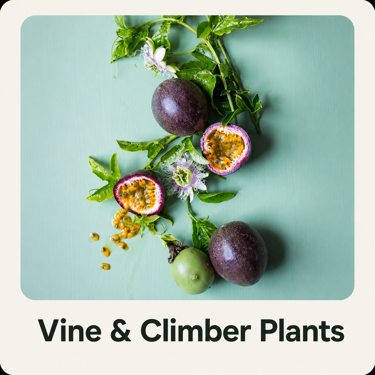 Fruiting Vines & Climbers