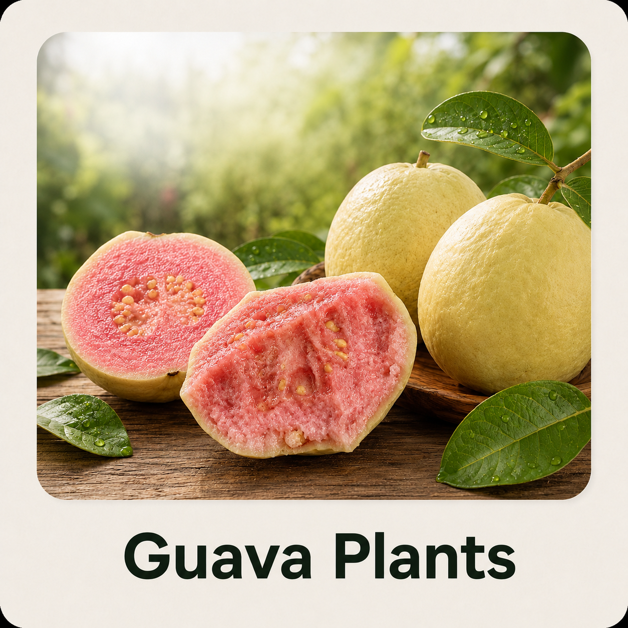 Guava Tissue Culture