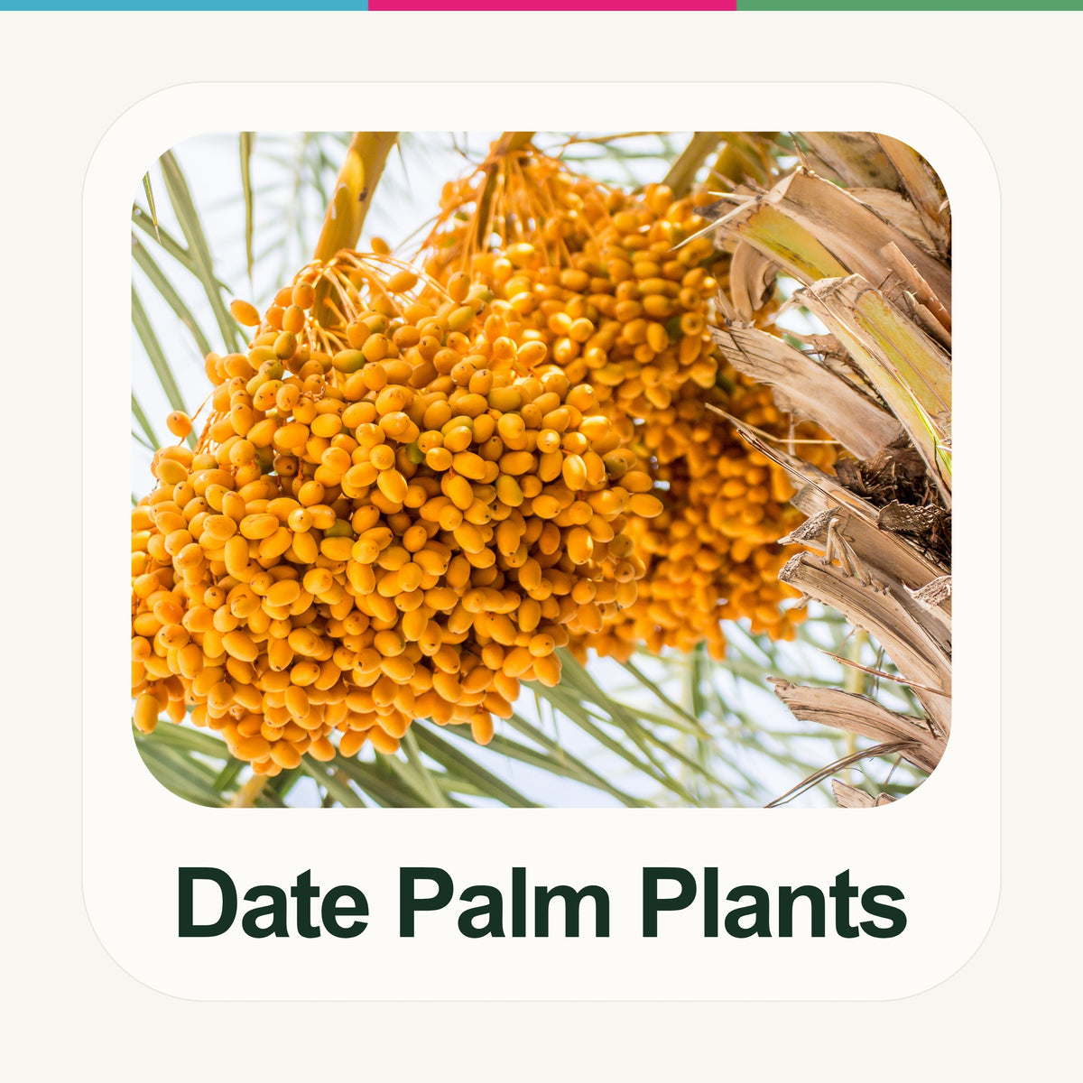 Date Plants