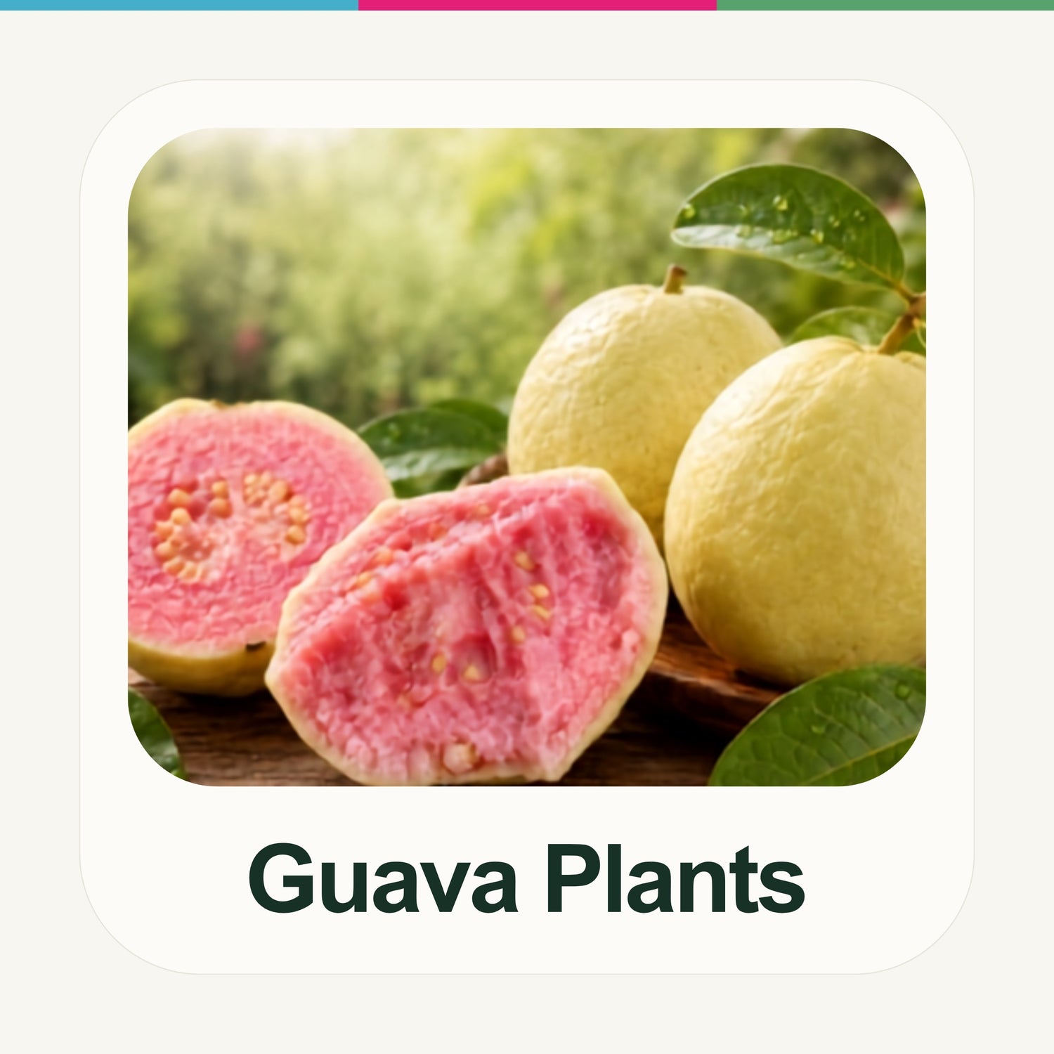 Guava Tissue Culture