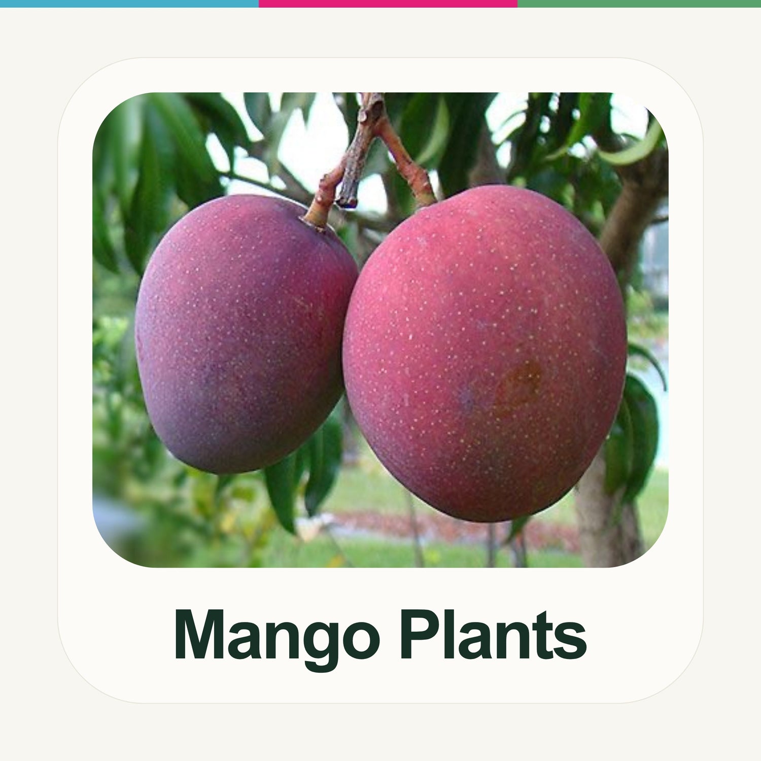 Mango Grafting Plants
