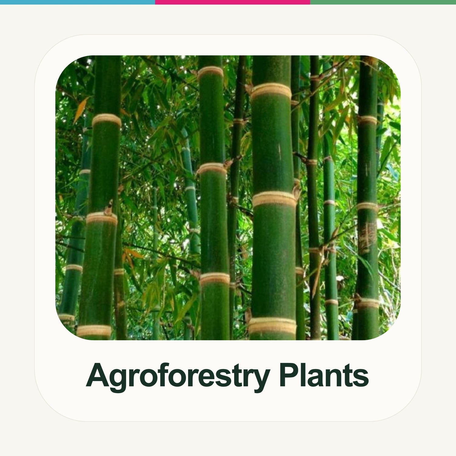 Agroforestry Tissue Culture Plants