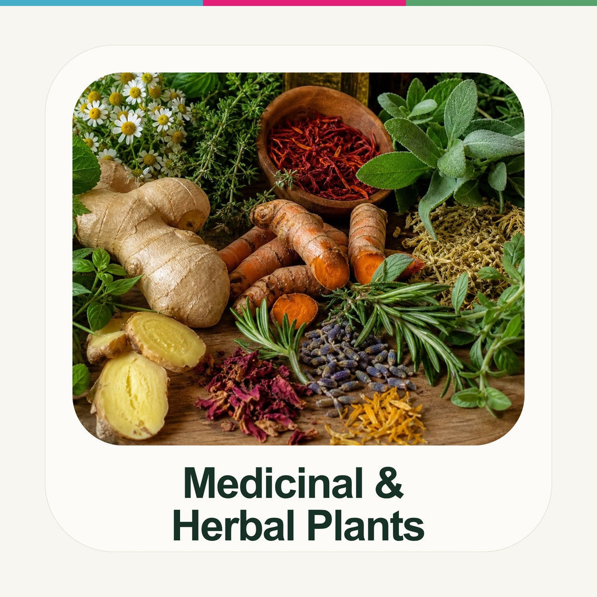 Medicinal & Herbal Plants