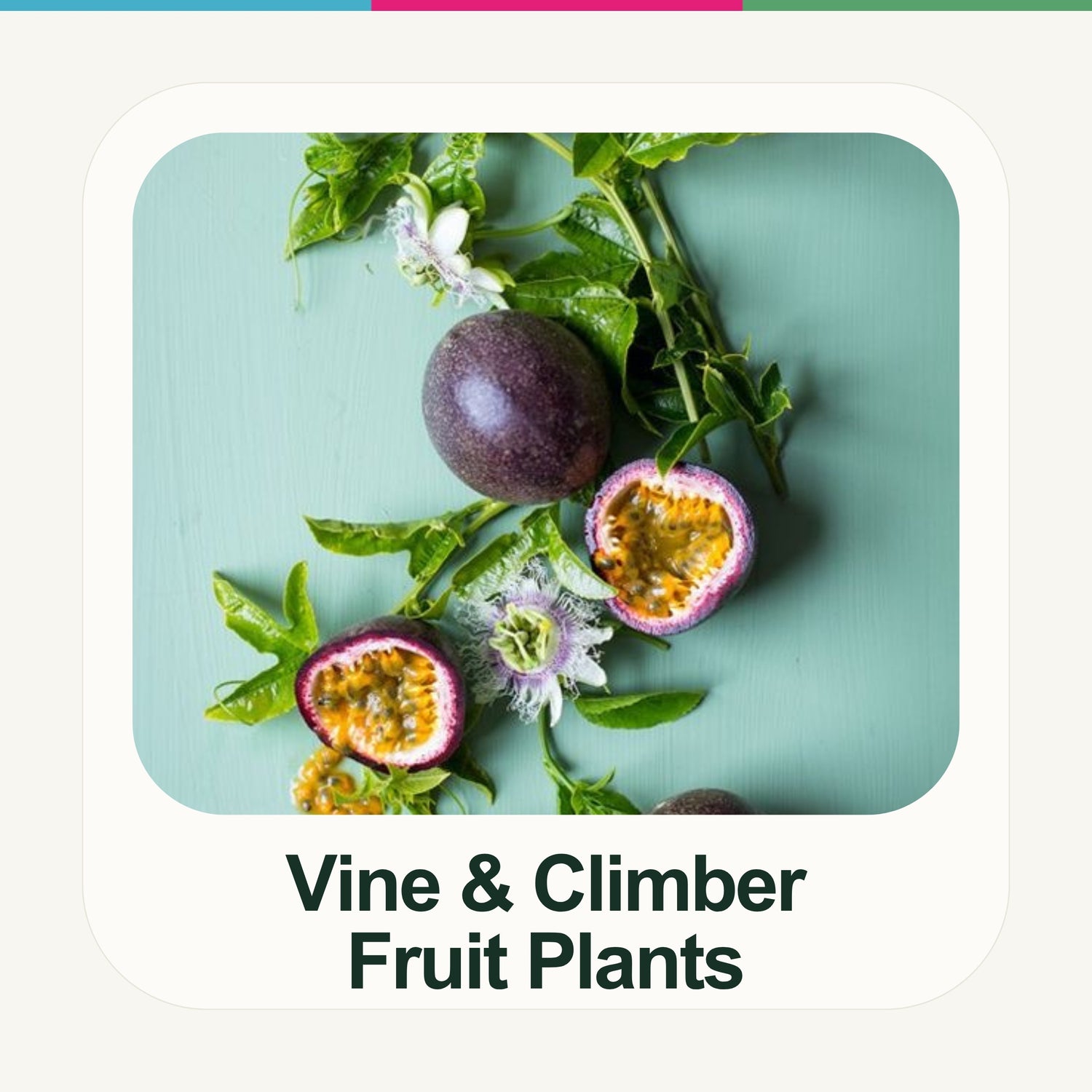 Fruiting Vines & Climbers